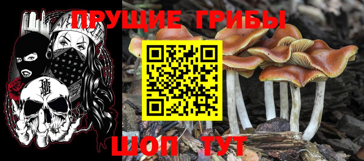 Галлюциногенные грибы Psilocybe Луховицы
